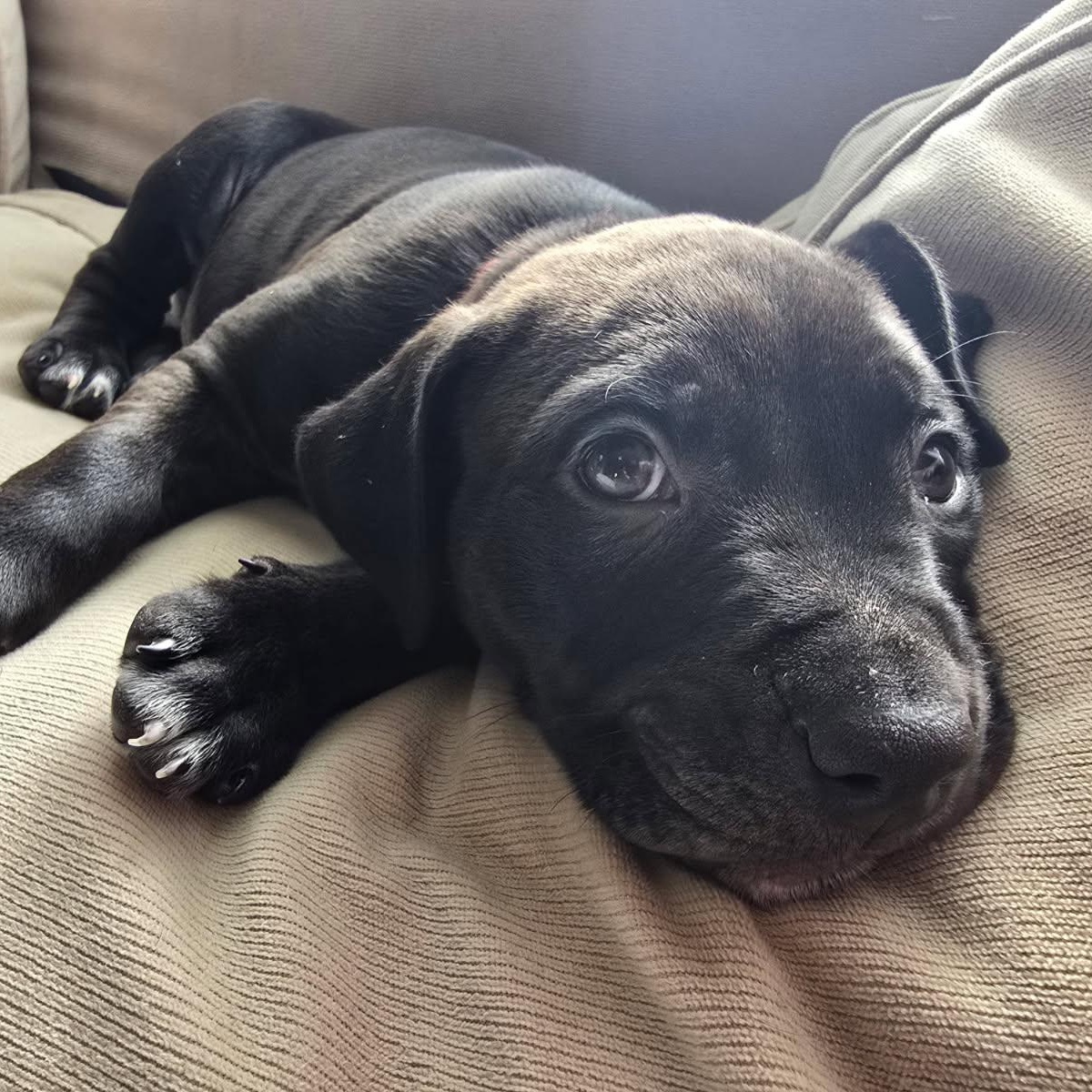 Bingo, ADOPTABLE, Puppy Male Mixed Breed.