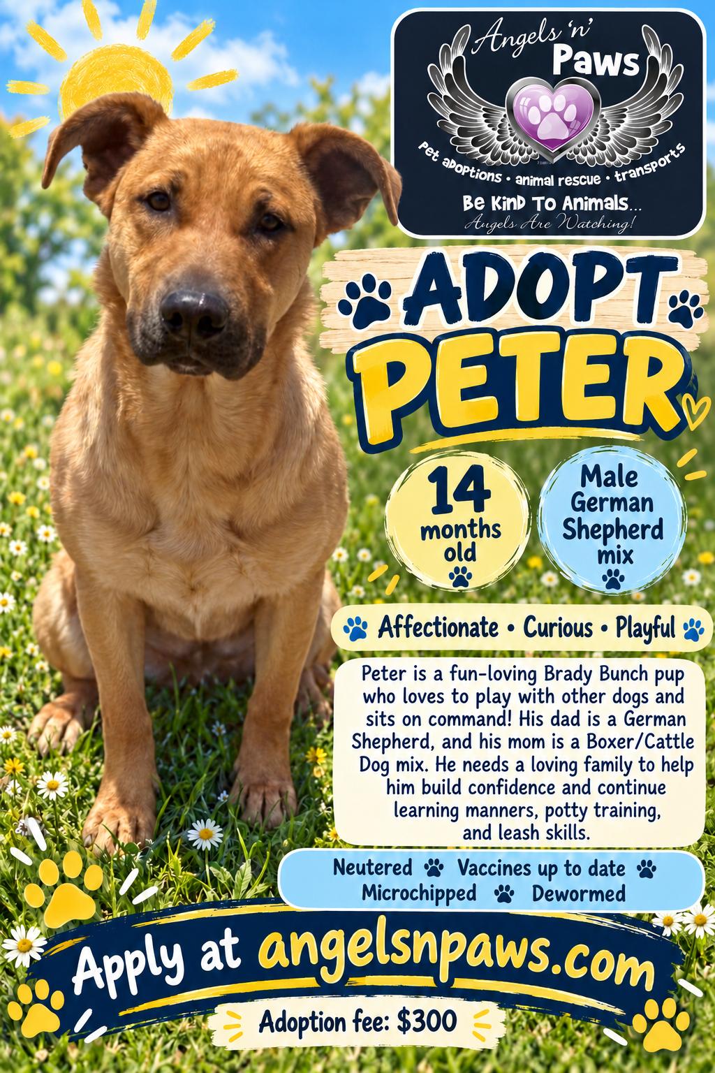 Peter, Adoptable, Young Male German Shepherd Dog & Boxer.