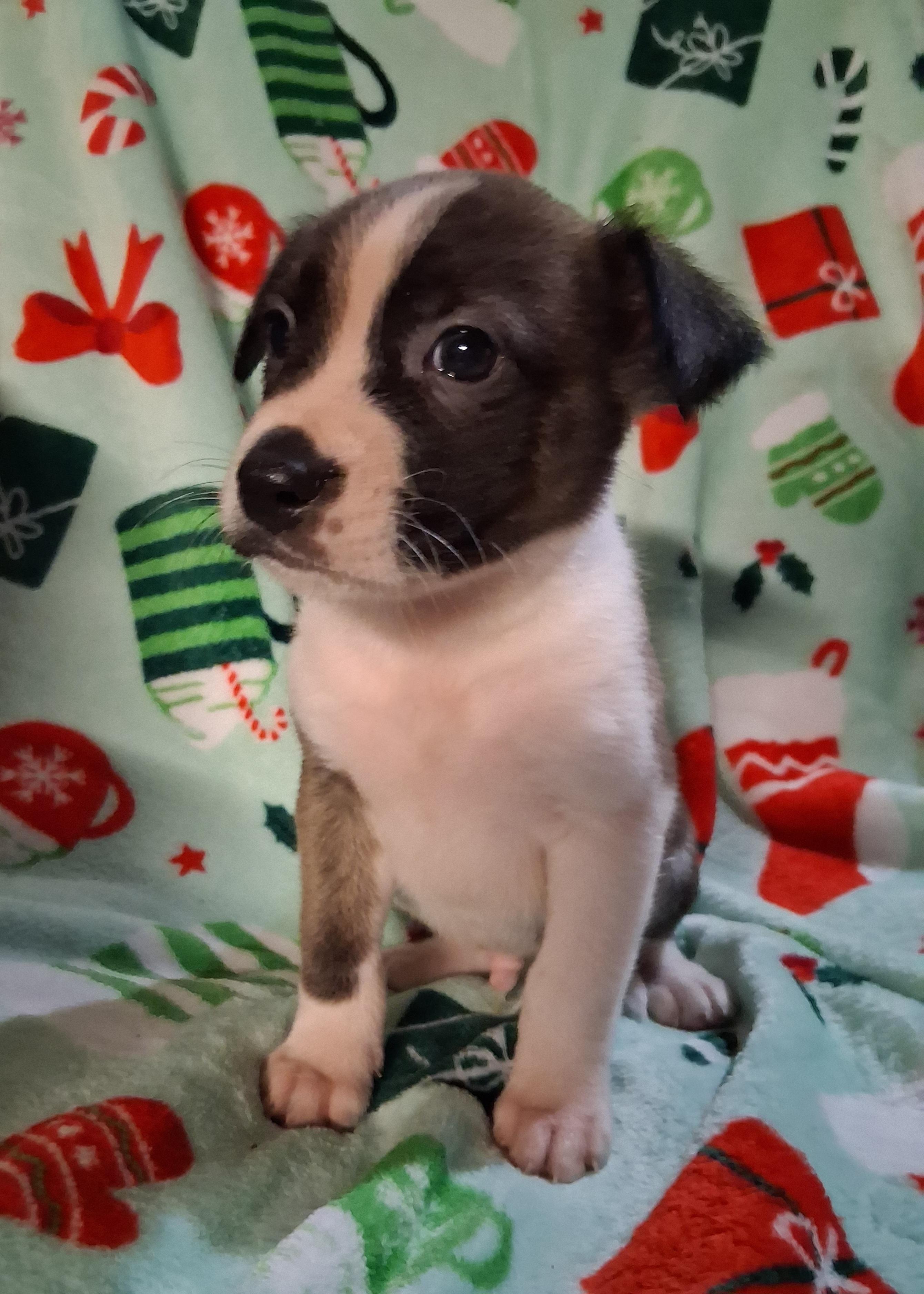PONGO, ADOPTABLE, Puppy Male American Staffordshire Terrier & Shepherd.