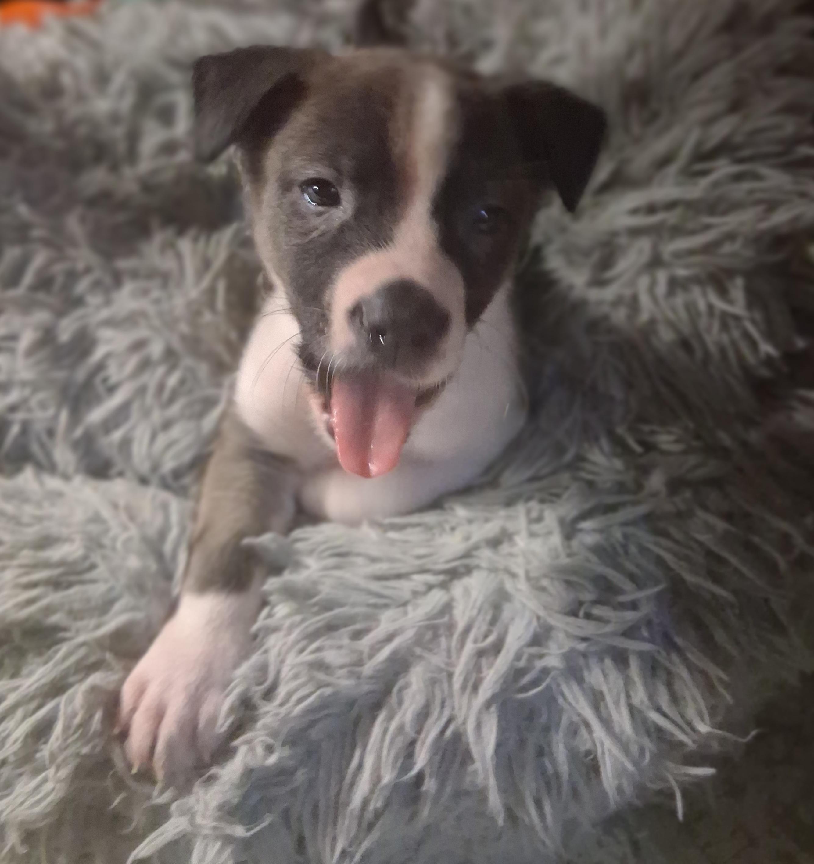 PONGO, a ADOPTABLE mixed breed in Lake in the hills, IL image 2/4