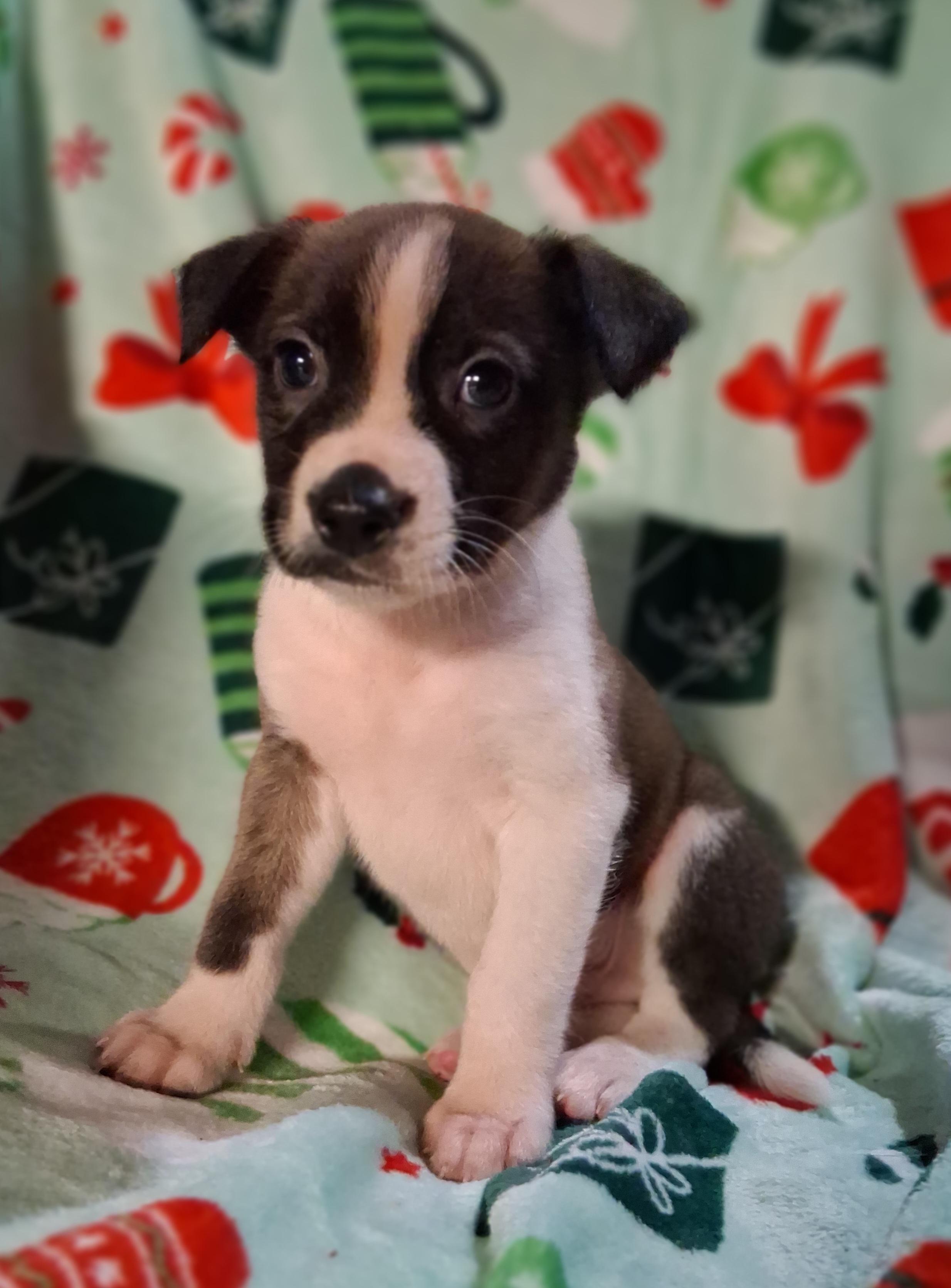 PONGO, a ADOPTABLE mixed breed in Lake in the hills, IL image 3/4