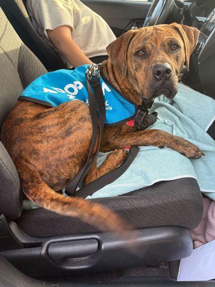 Enlarge Brutus - 1, a Adoptable mixed breed in Daytona Beach, FL image 1/1