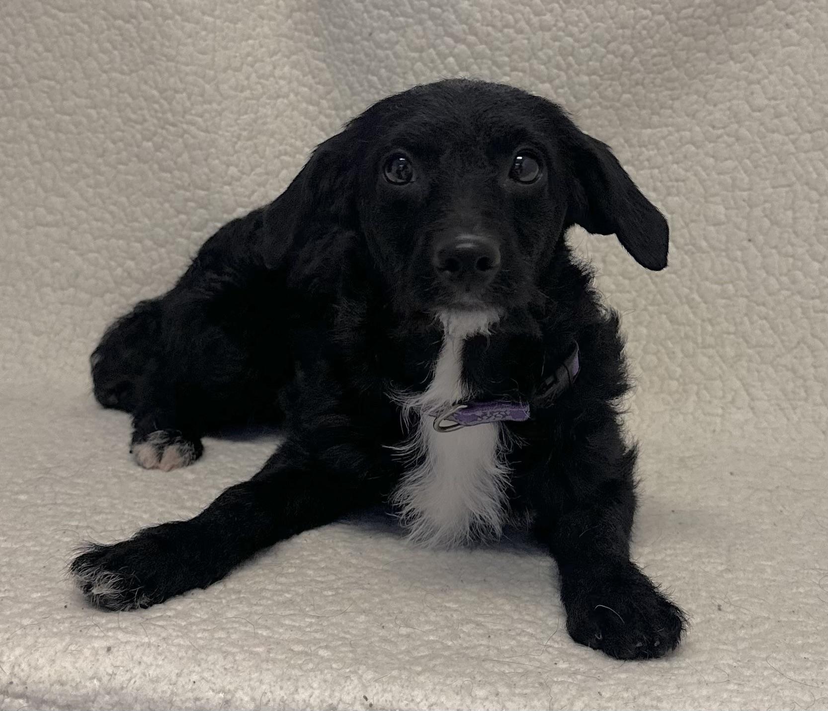 Tot, Adoptable, Adult Female Terrier.