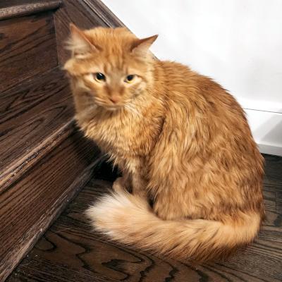 Rico, adopted, Adult Male Domestic Medium Hair.