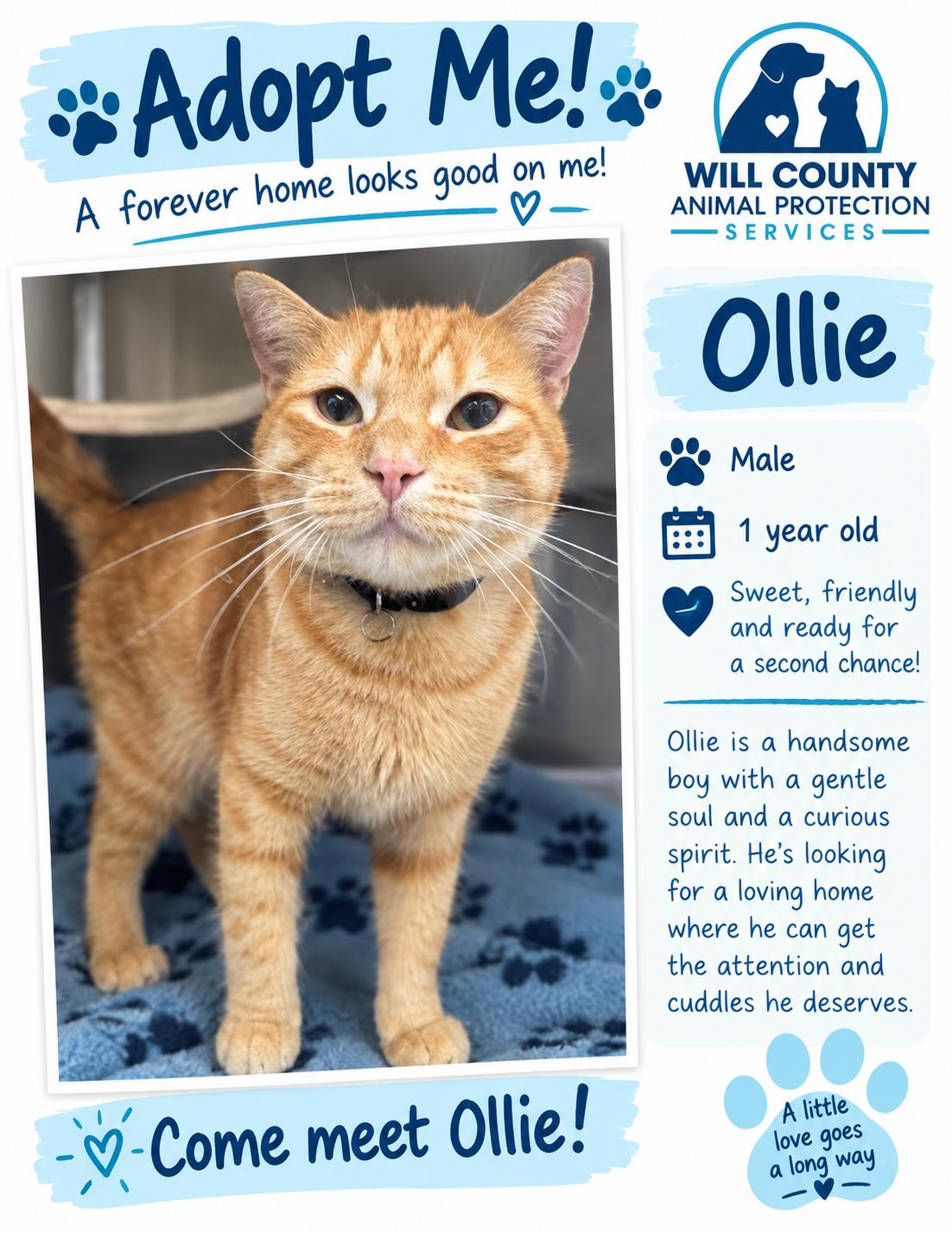 Ollie, Adoptable, Adult Male Domestic Short Hair.