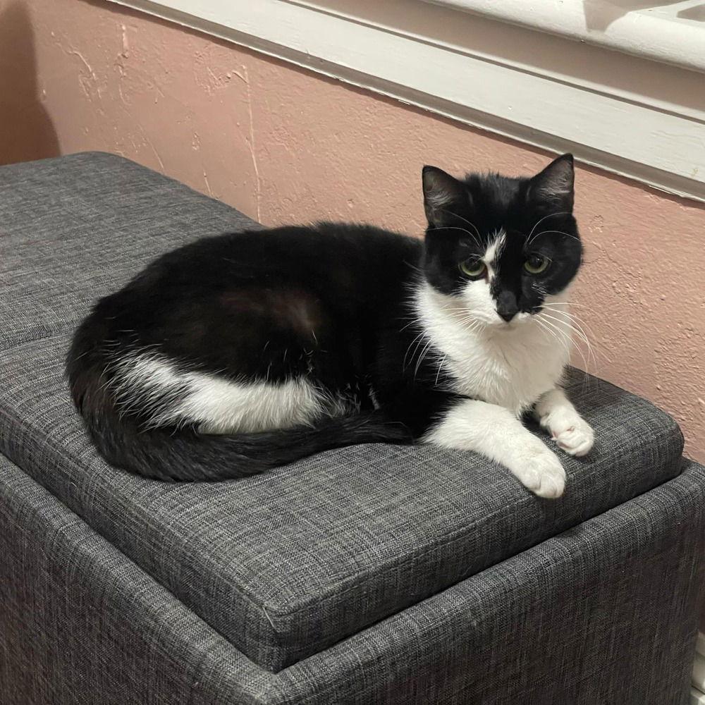 Skye Thea, Adoptable, Adult Female Domestic Short Hair.