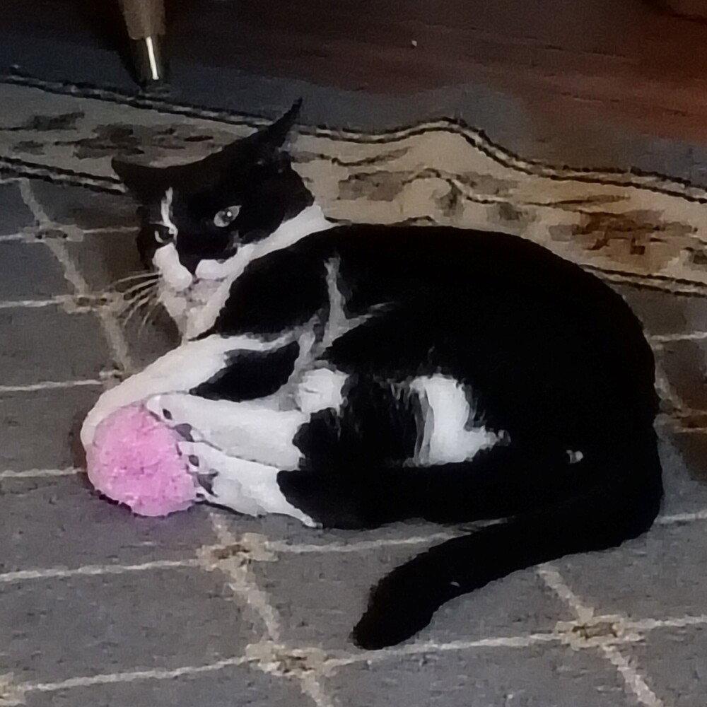 Enlarge Skye Thea, a Adoptable Domestic Short Hair in Candler, NC image 2/3