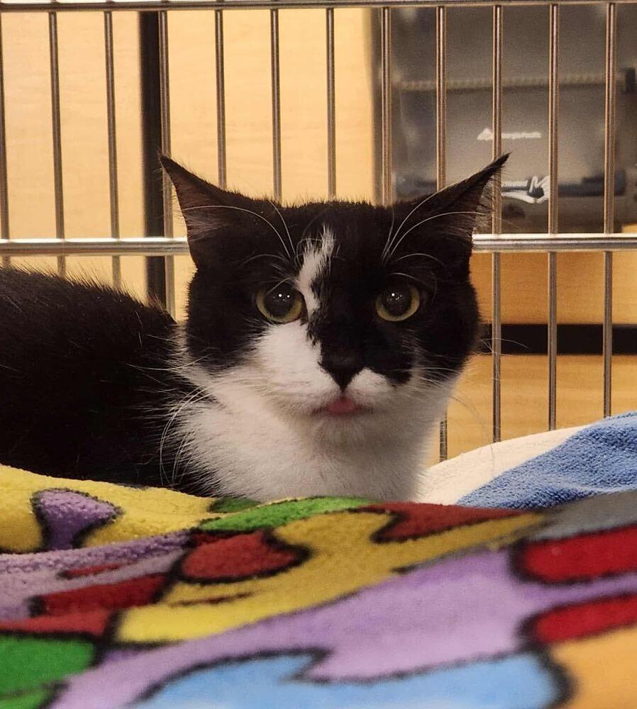 Skye Thea, Adoptable, Adult Female Domestic Short Hair.