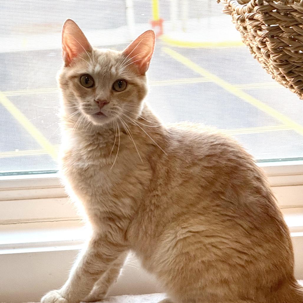 Enlarge Gina (fka Nina), a Adoptable Domestic Short Hair in Washington, DC image 1/6