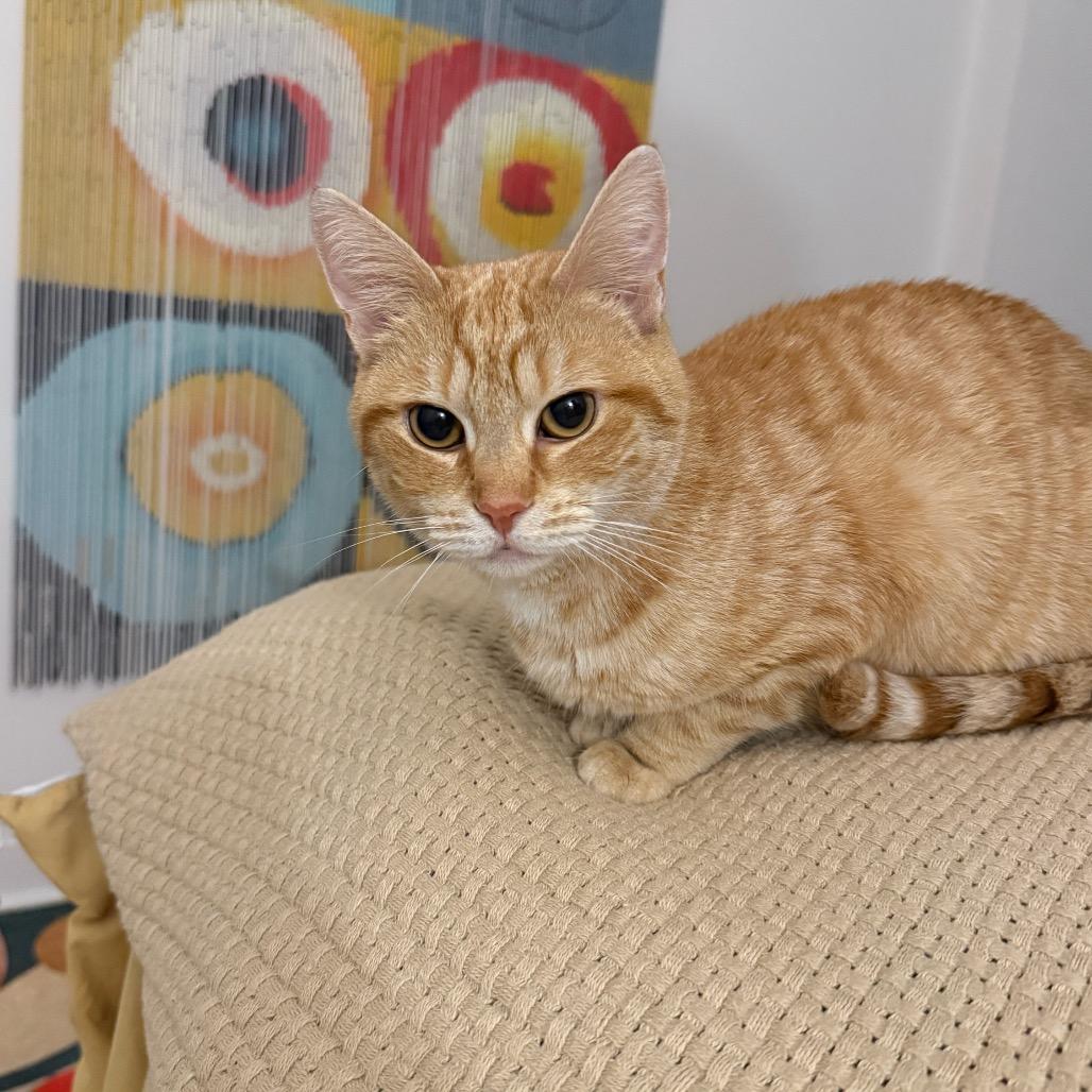 Enlarge Gina (fka Nina), a Adoptable Domestic Short Hair in Washington, DC image 2/6