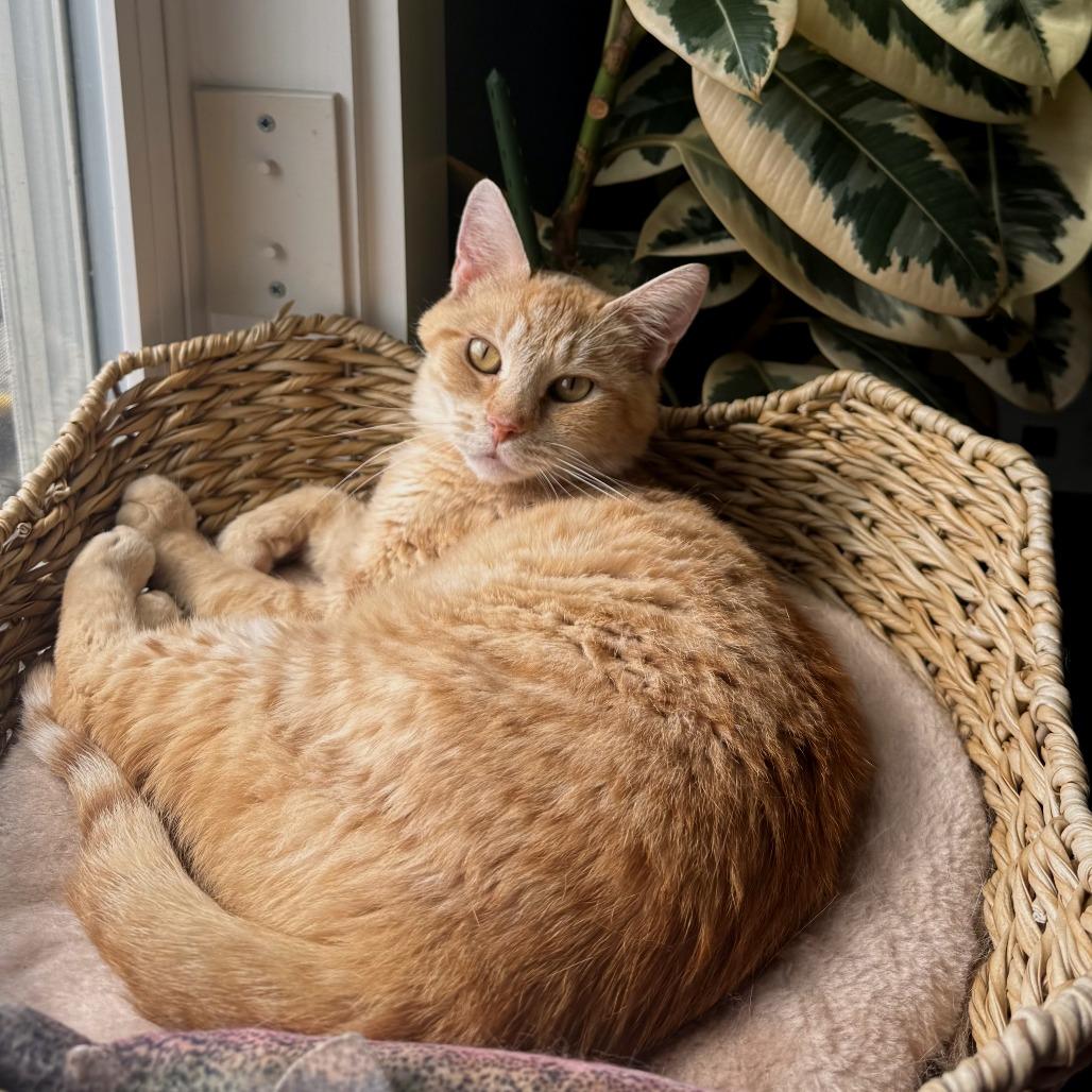 Enlarge Gina (fka Nina), a Adoptable Domestic Short Hair in Washington, DC image 3/6