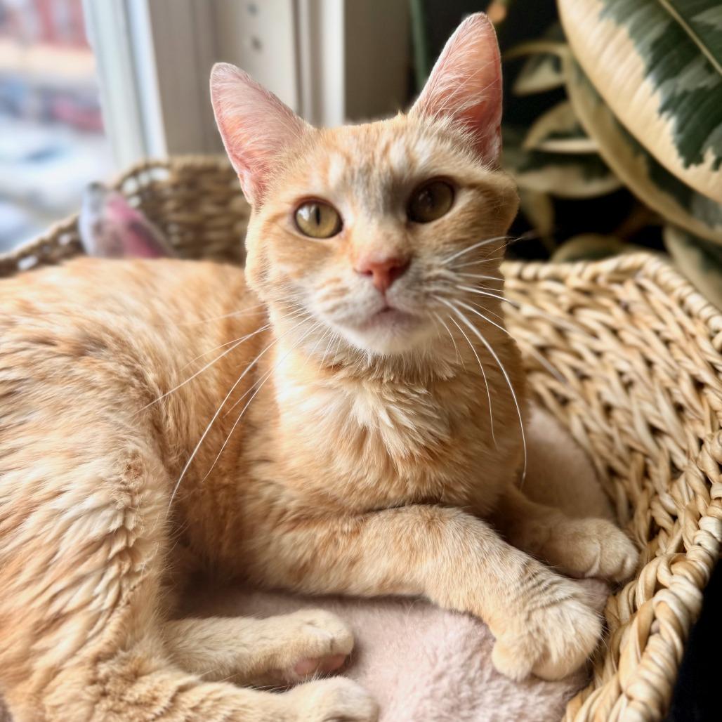 Enlarge Gina (fka Nina), a Adoptable Domestic Short Hair in Washington, DC image 4/6