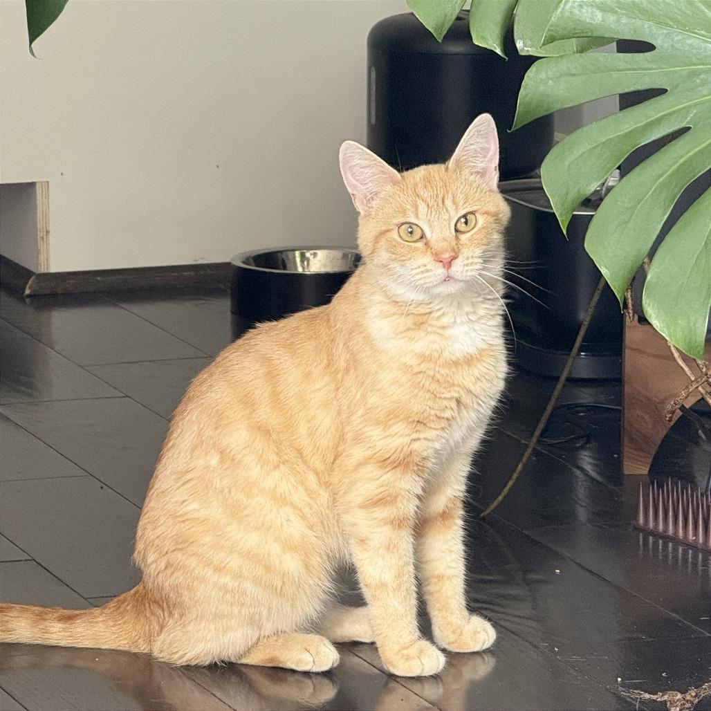 Enlarge Gina (fka Nina), a Adoptable Domestic Short Hair in Washington, DC image 5/6