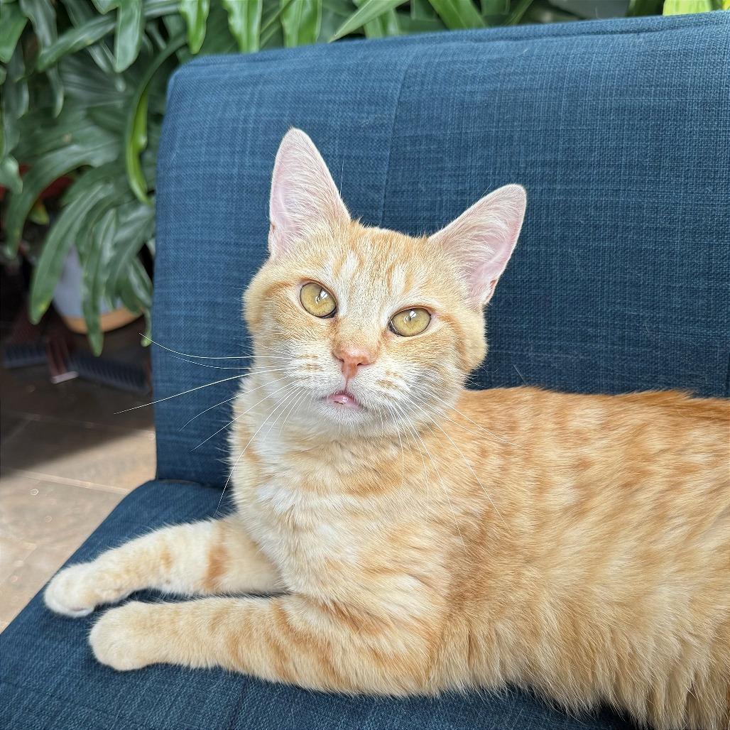 Enlarge Gina (fka Nina), a Adoptable Domestic Short Hair in Washington, DC image 6/6