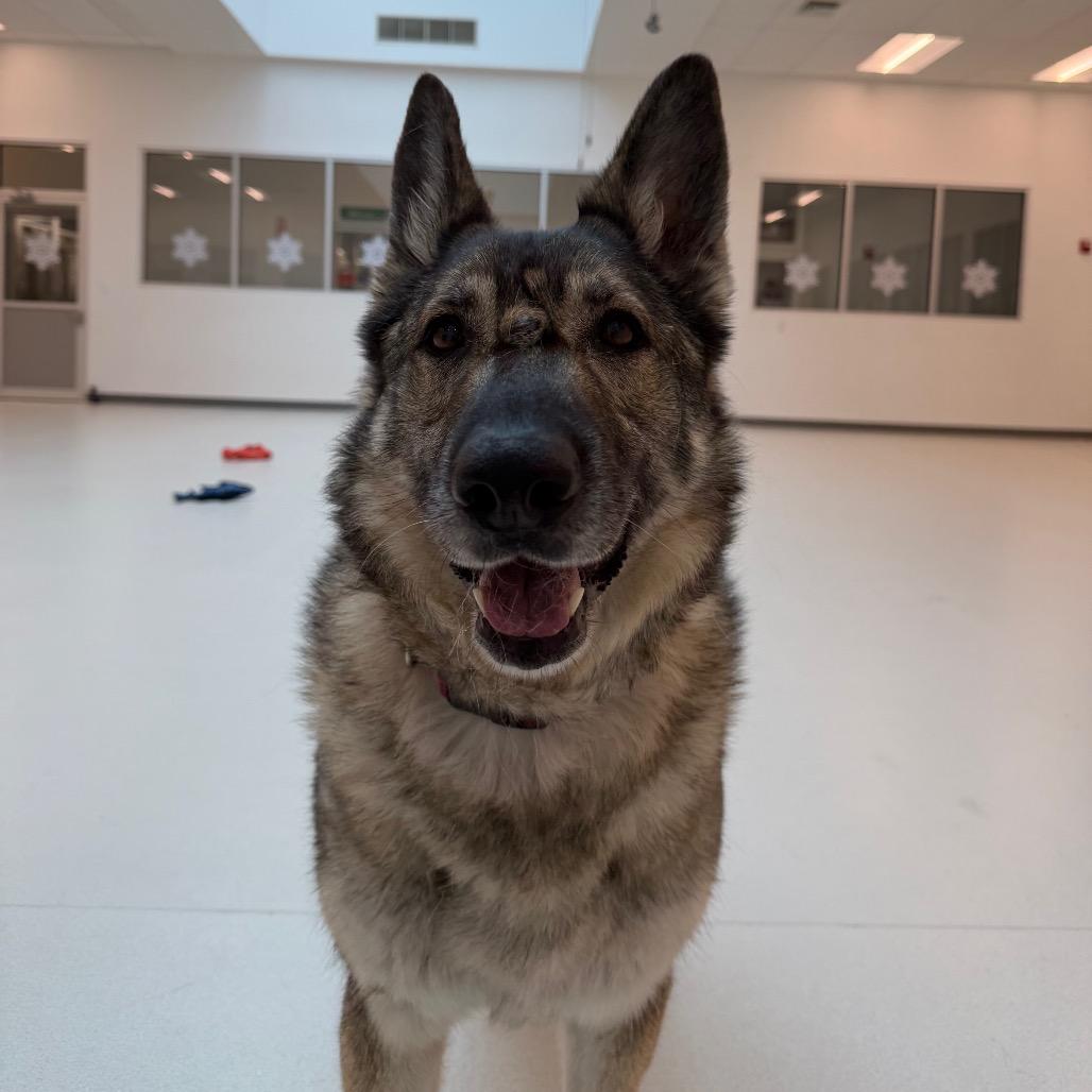 Enlarge Shabba, a Adoptable German Shepherd Dog in Warwick, RI image 1/6
