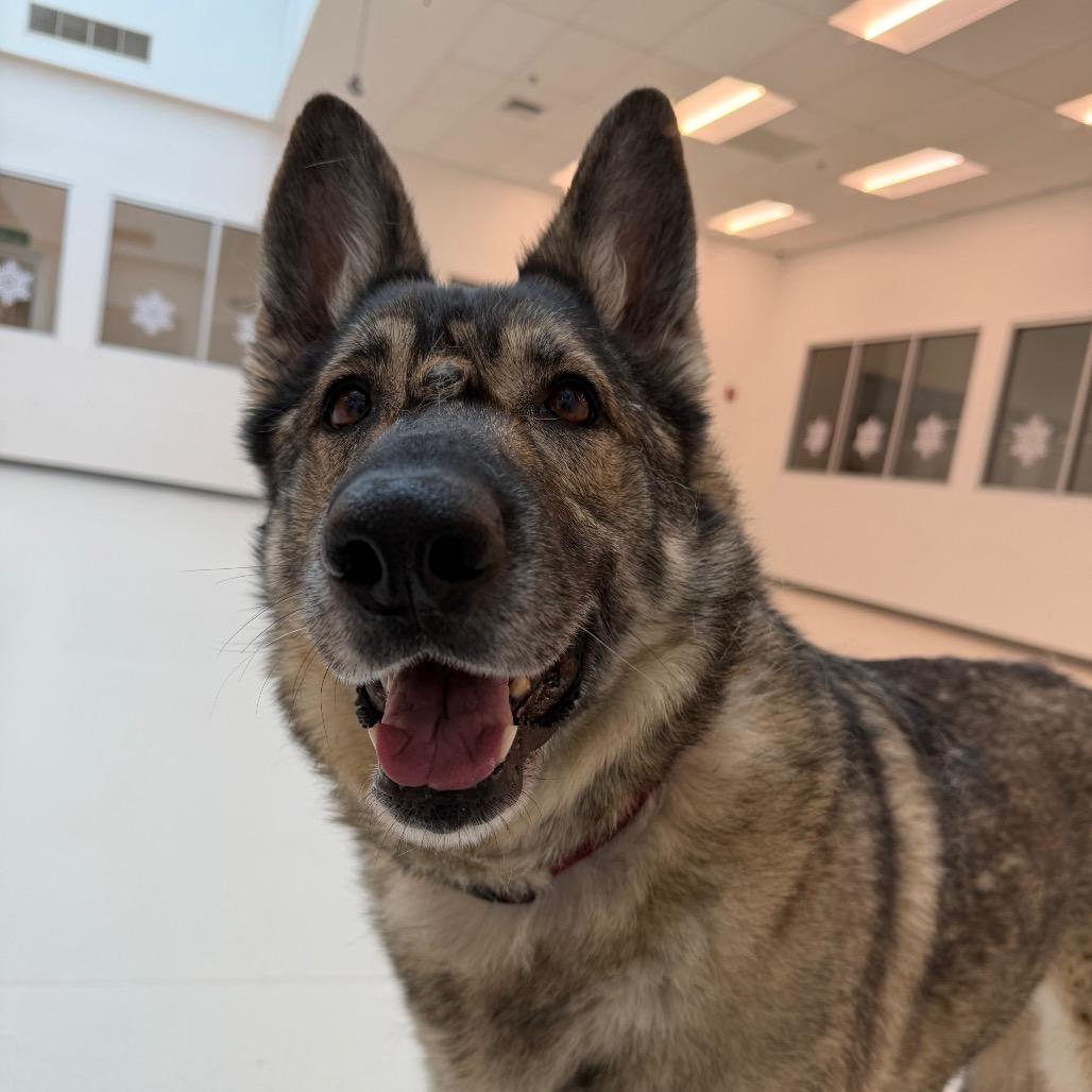 Enlarge Shabba, a Adoptable German Shepherd Dog in Warwick, RI image 2/6
