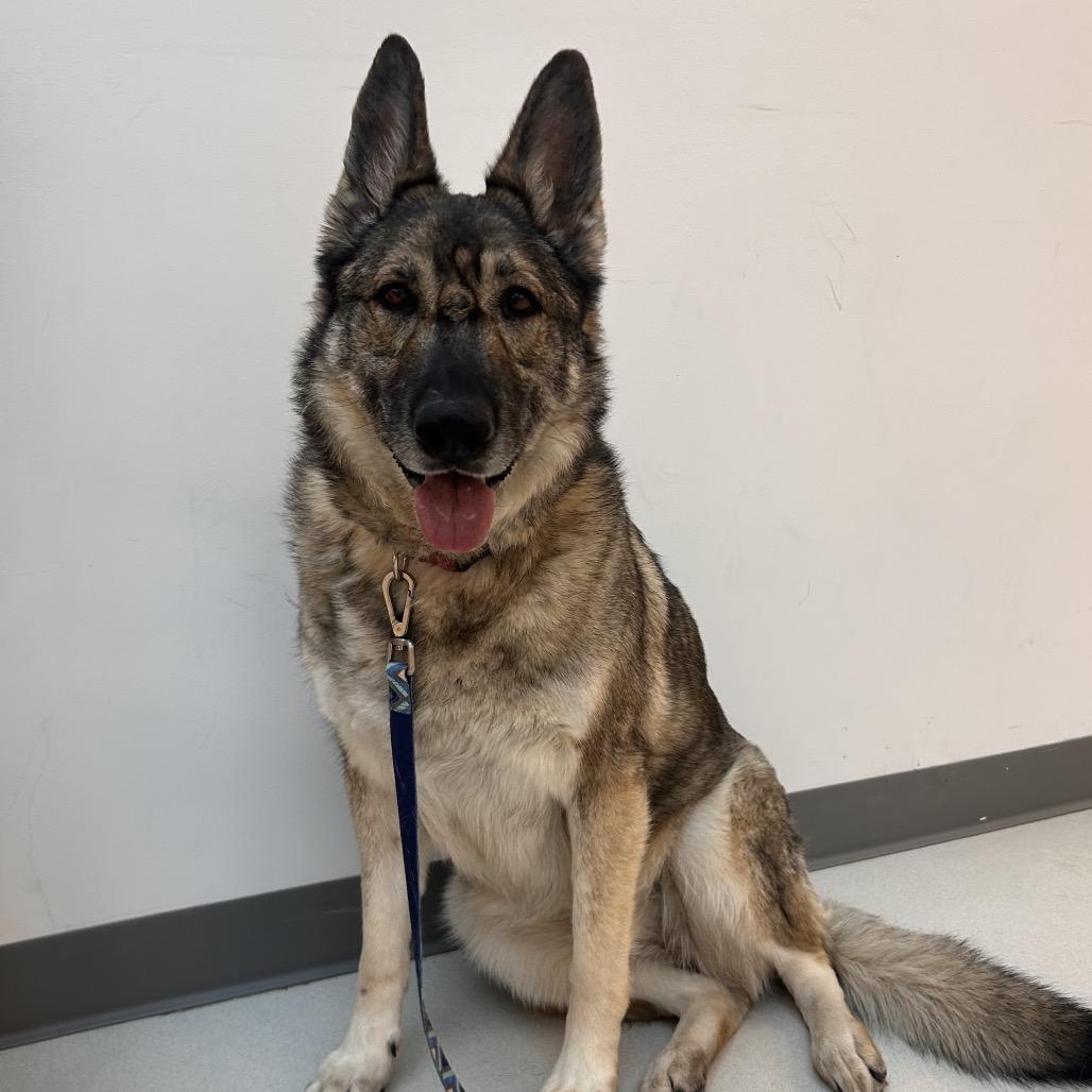 Enlarge Shabba, a Adoptable German Shepherd Dog in Warwick, RI image 3/6