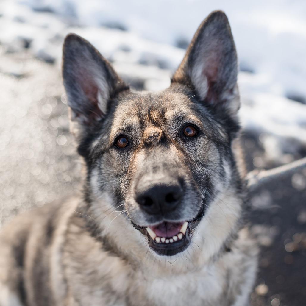Enlarge Shabba, a Adoptable German Shepherd Dog in Warwick, RI image 4/6