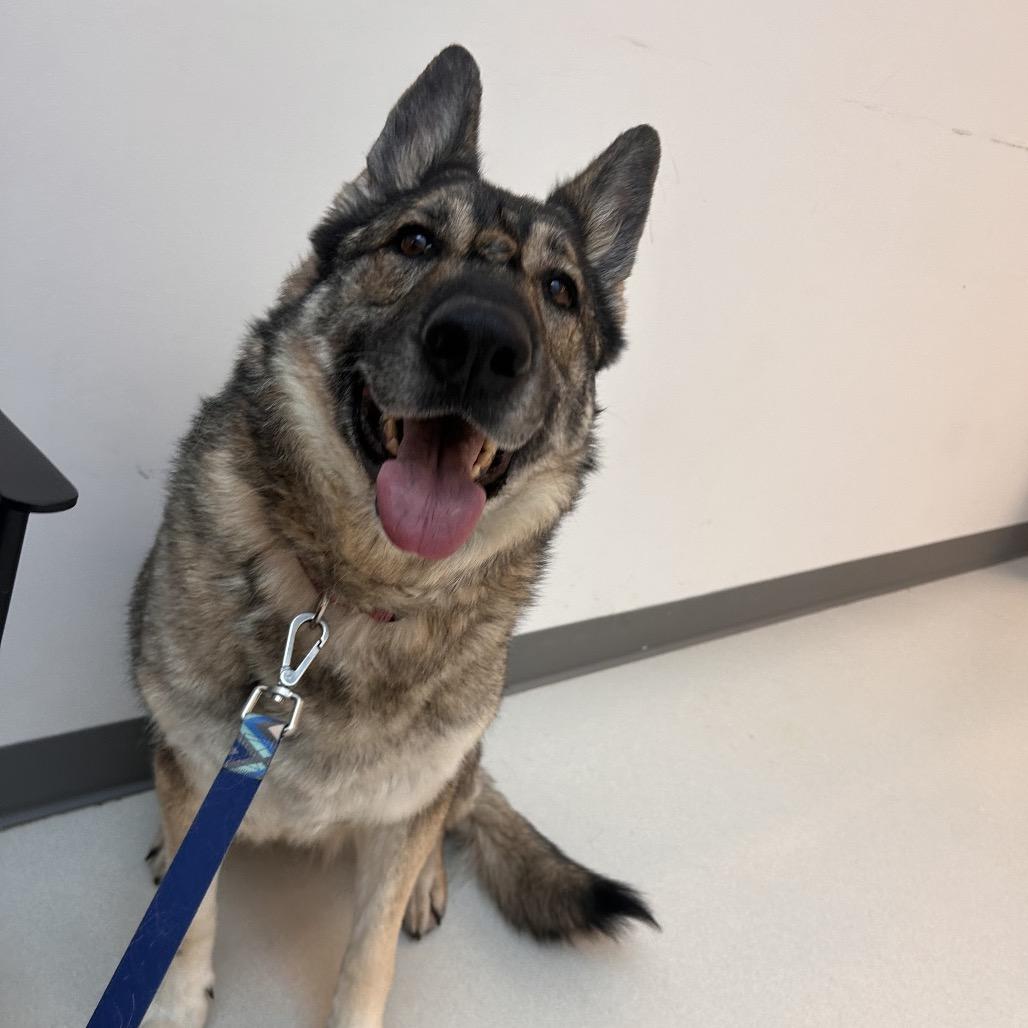 Enlarge Shabba, a Adoptable German Shepherd Dog in Warwick, RI image 5/6