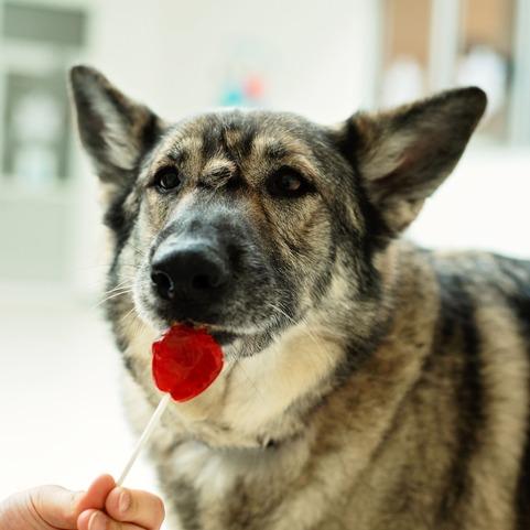 Enlarge Shabba, a Adoptable German Shepherd Dog in Warwick, RI image 6/6
