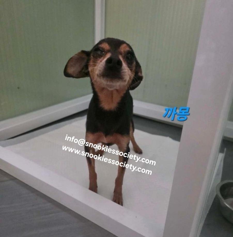 Khandie, ADOPTABLE, Adult Female Miniature Pinscher.
