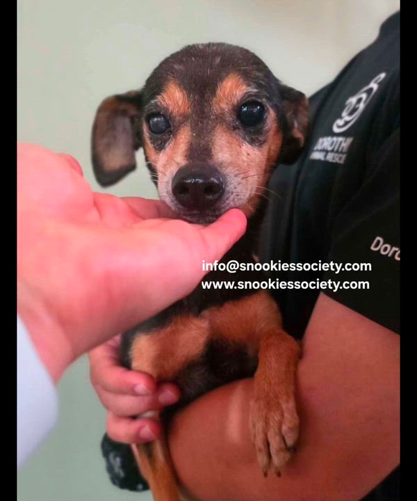 Enlarge Khandie, a ADOPTABLE Miniature Pinscher in Vancouver, BC video 1/1