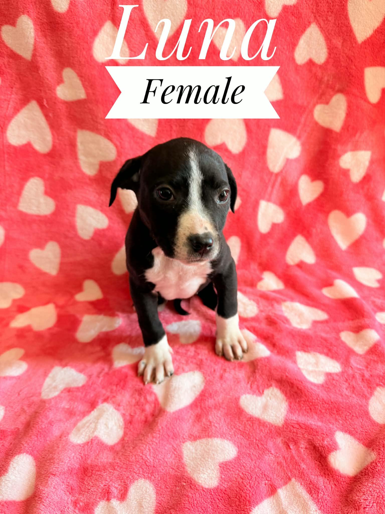 Luna, Adoptable, Puppy Female Brittany Spaniel & American Bulldog.