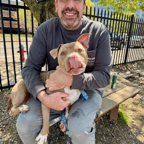 Luna, a ADOPTABLE Pit Bull Terrier in Buffalo, NY image 5/5