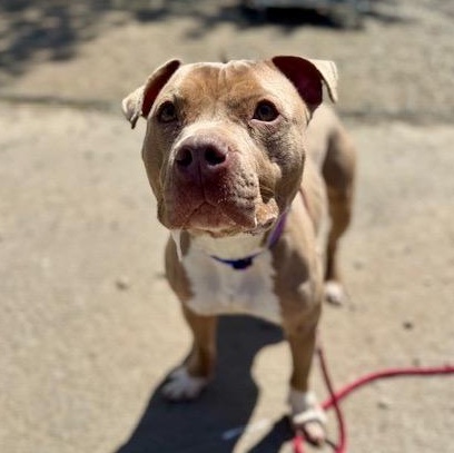 Luna, a ADOPTABLE Pit Bull Terrier in Buffalo, NY image 1/5