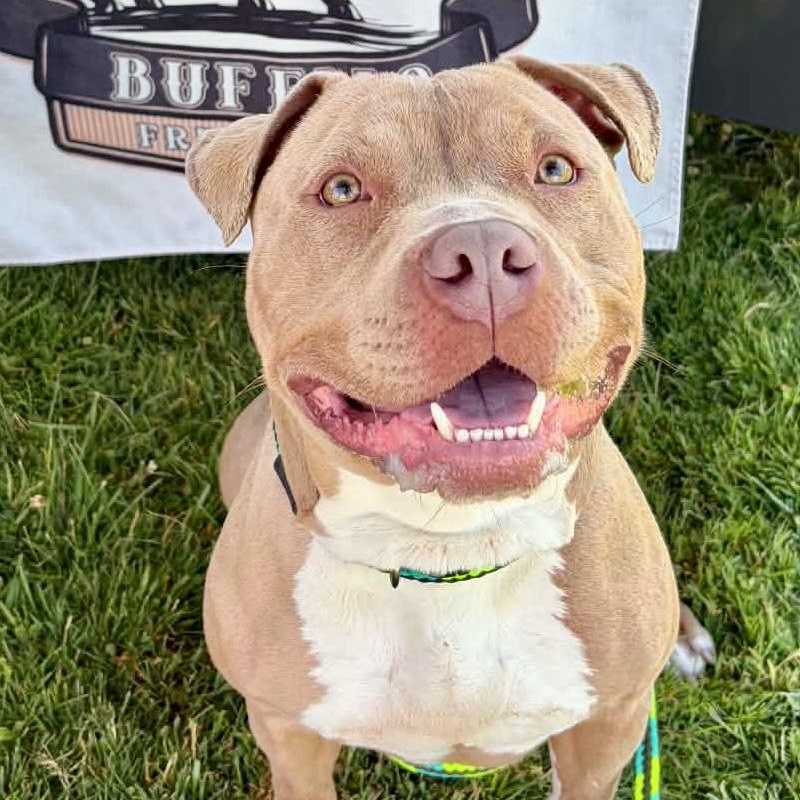 Enlarge Luna, a ADOPTABLE mixed breed in Buffalo, NY image 2/6