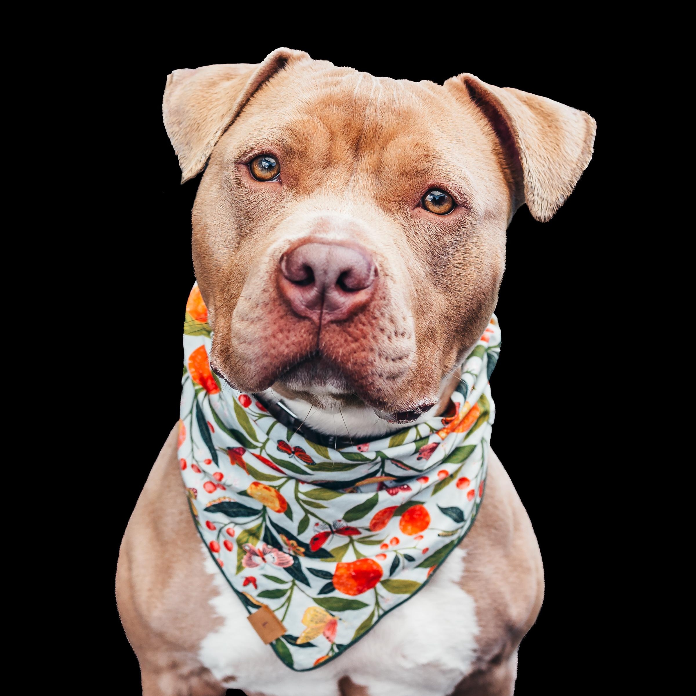 Luna, ADOPTABLE, Adult Female American Bully.