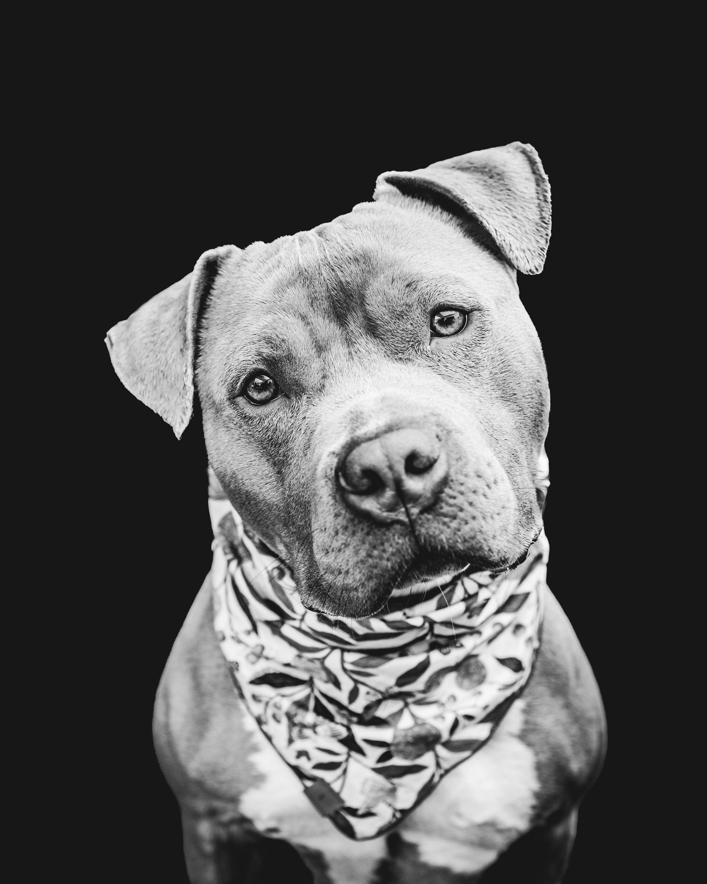 Enlarge Luna, a ADOPTABLE mixed breed in Buffalo, NY image 6/6