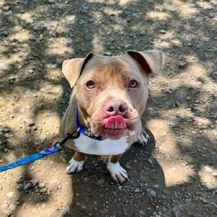 Luna, a ADOPTABLE Pit Bull Terrier in Buffalo, NY image 4/5