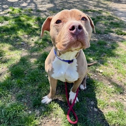 Luna, a ADOPTABLE Pit Bull Terrier in Buffalo, NY image 3/5