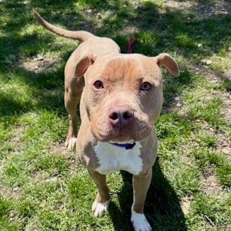 Luna, a ADOPTABLE Pit Bull Terrier in Buffalo, NY image 2/5