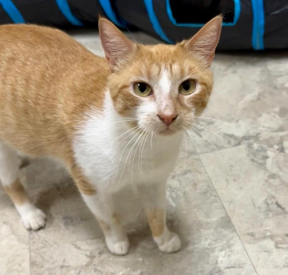 Cake, adopted, Adult Female Domestic Short Hair.
