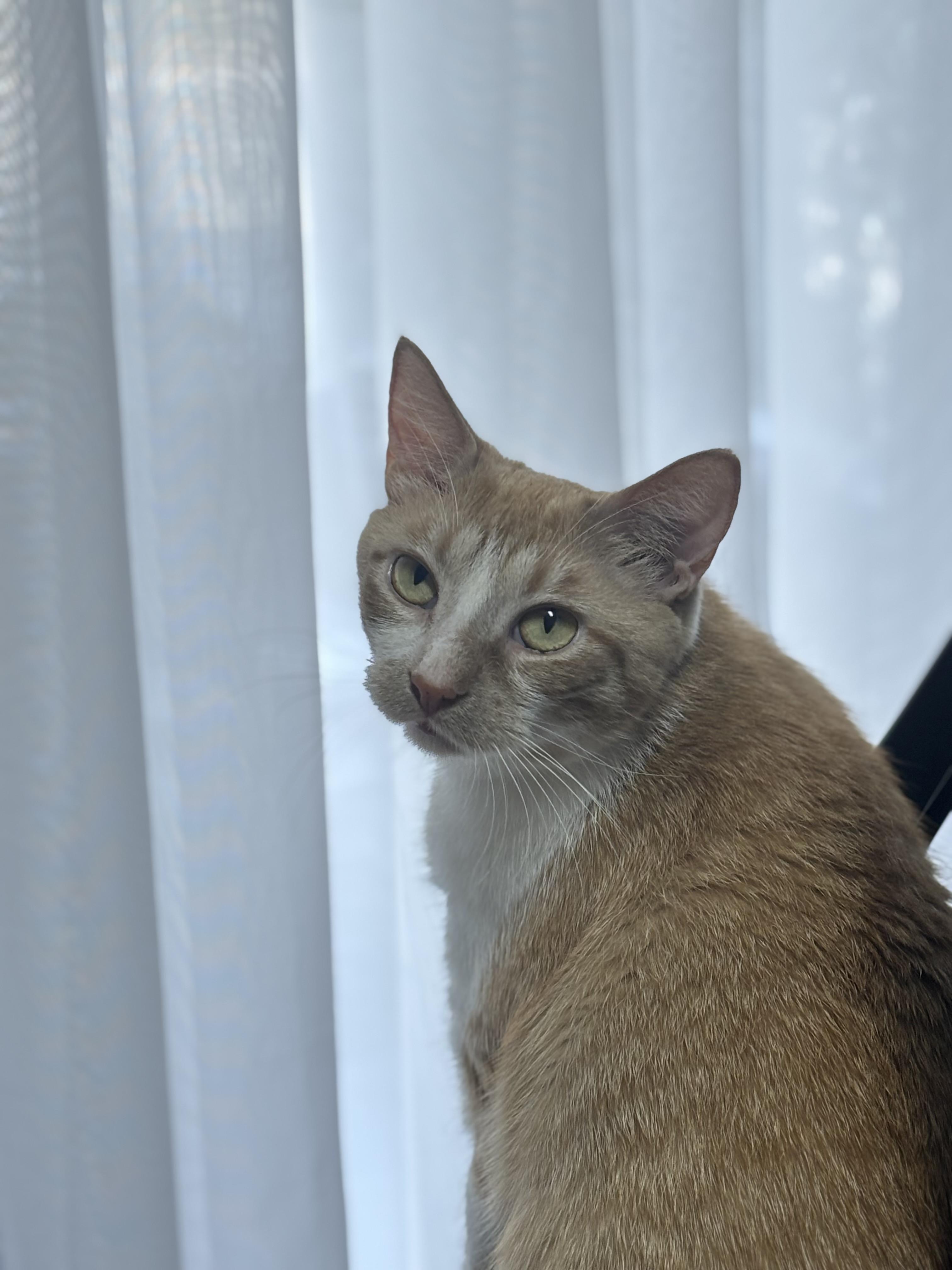 Enlarge Cake, an adopted Domestic Short Hair in Statesboro, GA image 2/2
