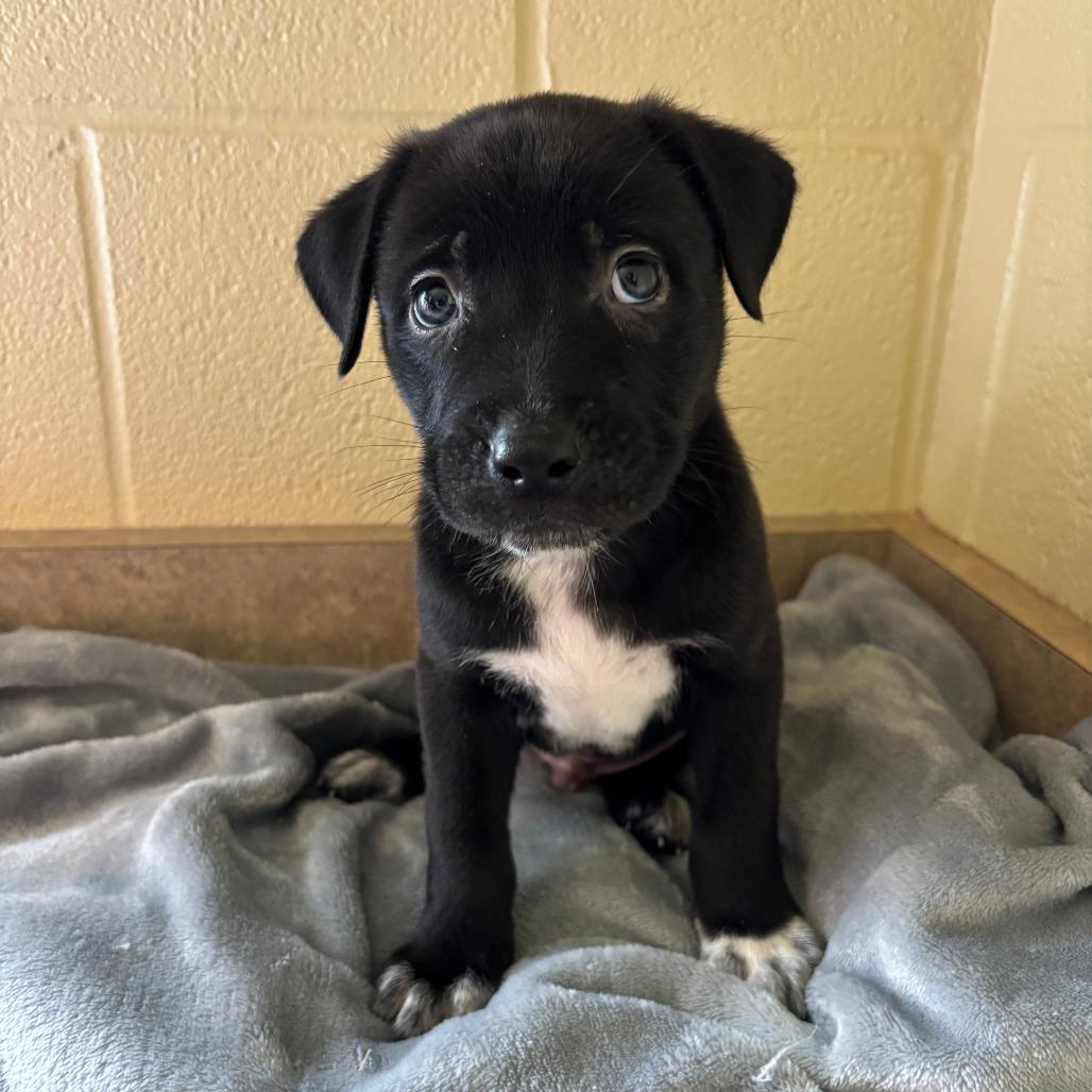 Astor, Adoptable, Puppy Male American Staffordshire Terrier & Mixed Breed.