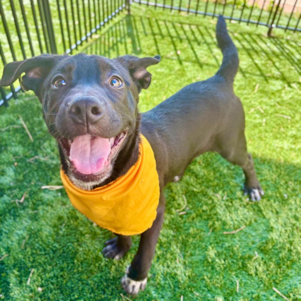 Enlarge Astor, a Adoptable mixed breed in Fredericksburg, TX image 2/4