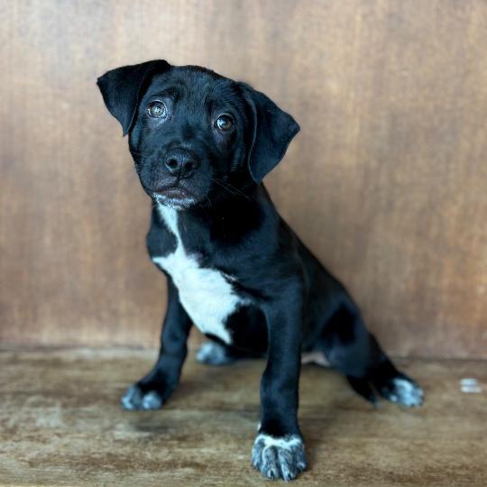 Astor, a Adoptable mixed breed in Fredericksburg, TX image 2/3
