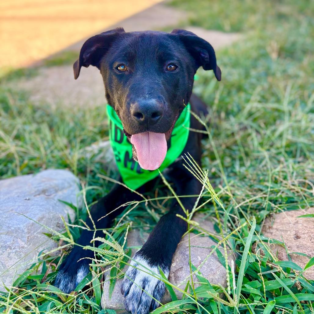 Astor, a Adoptable mixed breed in Fredericksburg, TX image 4/5