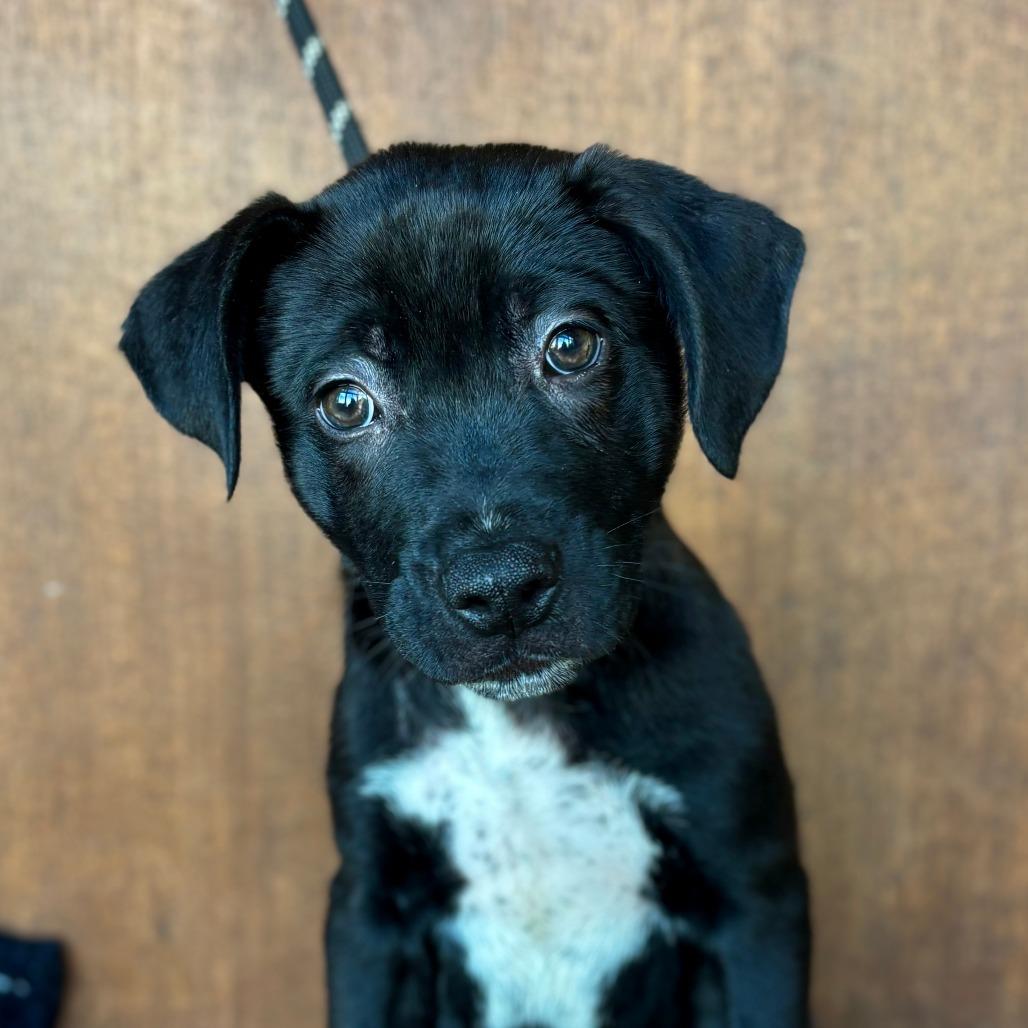 Astor, a Adoptable mixed breed in Fredericksburg, TX image 3/3