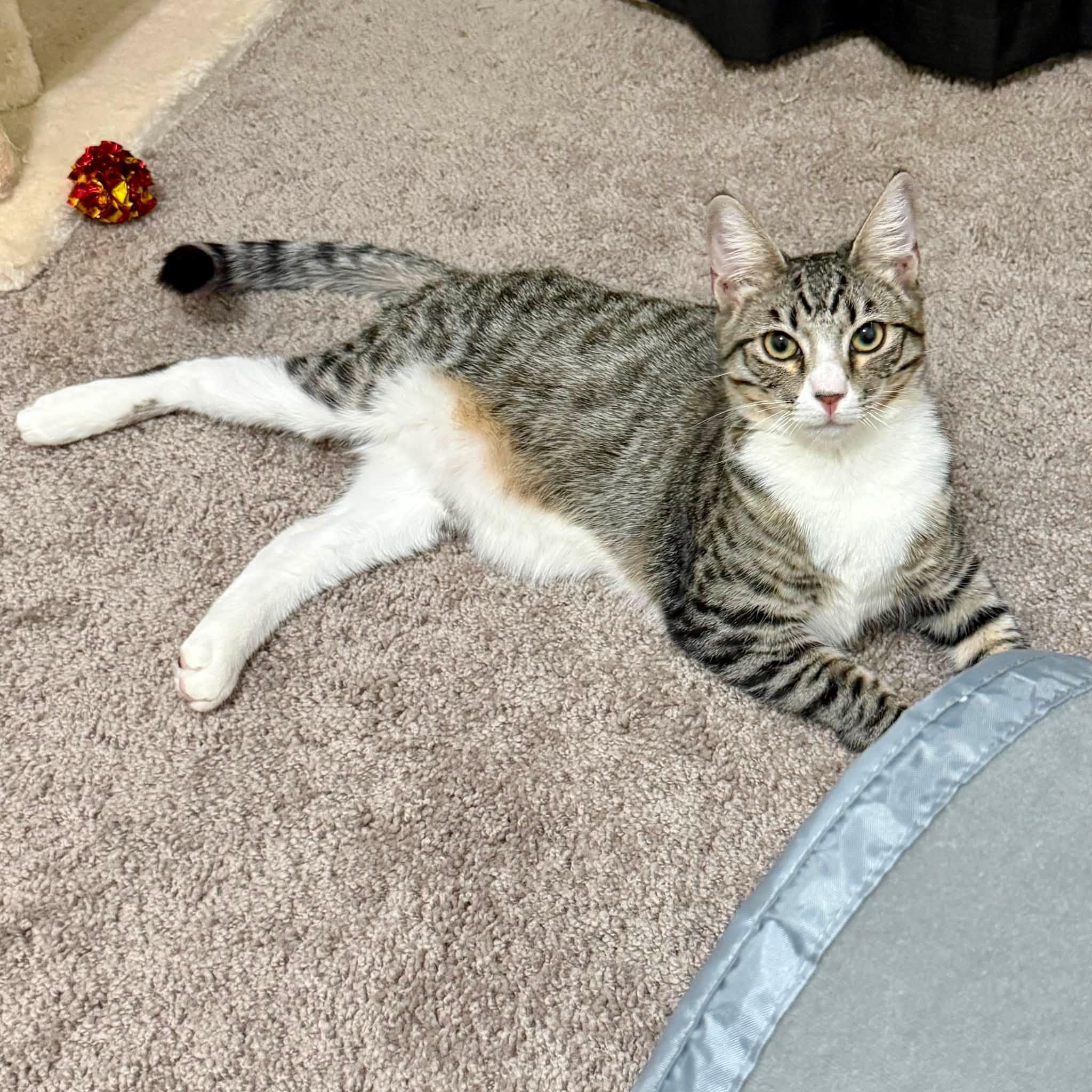 Arrow (FeLV positive), an adoptable Domestic Short Hair in Queen Creek, AZ image 1/5
