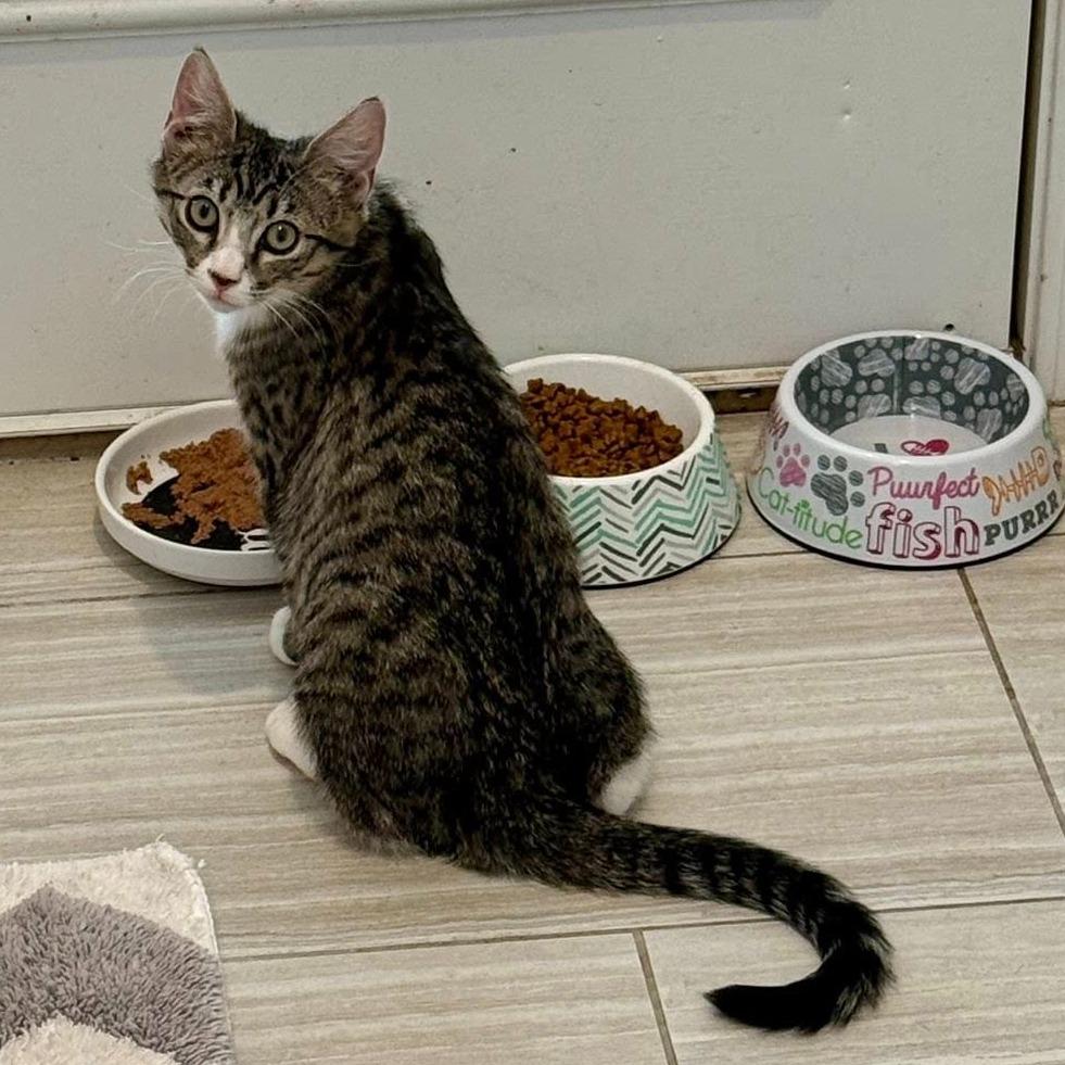 Enlarge Arrow, a ADOPTABLE Domestic Short Hair in Queen Creek, AZ image 4/5