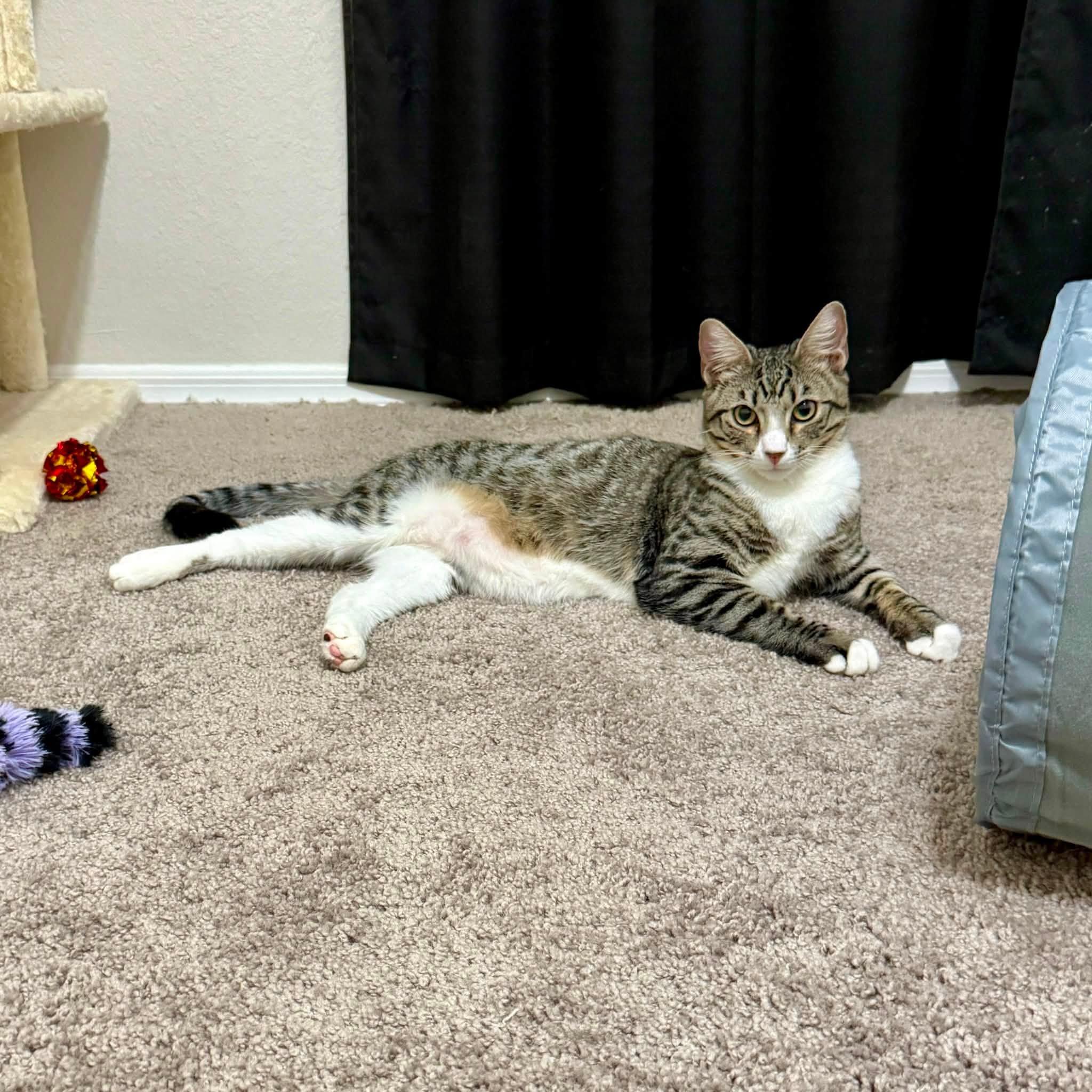 Arrow (FeLV positive), an adoptable Domestic Short Hair in Queen Creek, AZ image 4/5