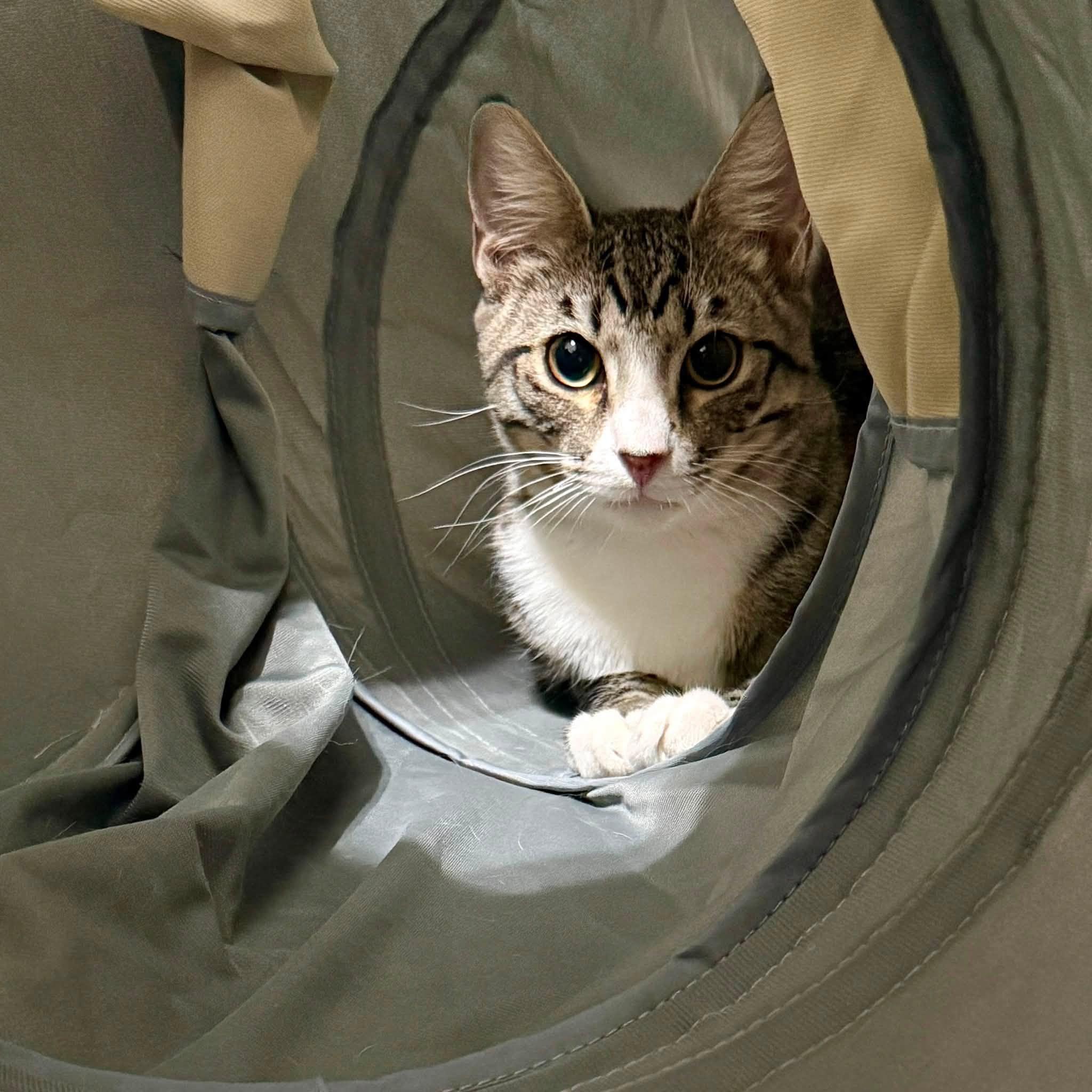 Arrow (FeLV positive), an adoptable Domestic Short Hair in Queen Creek, AZ image 2/5