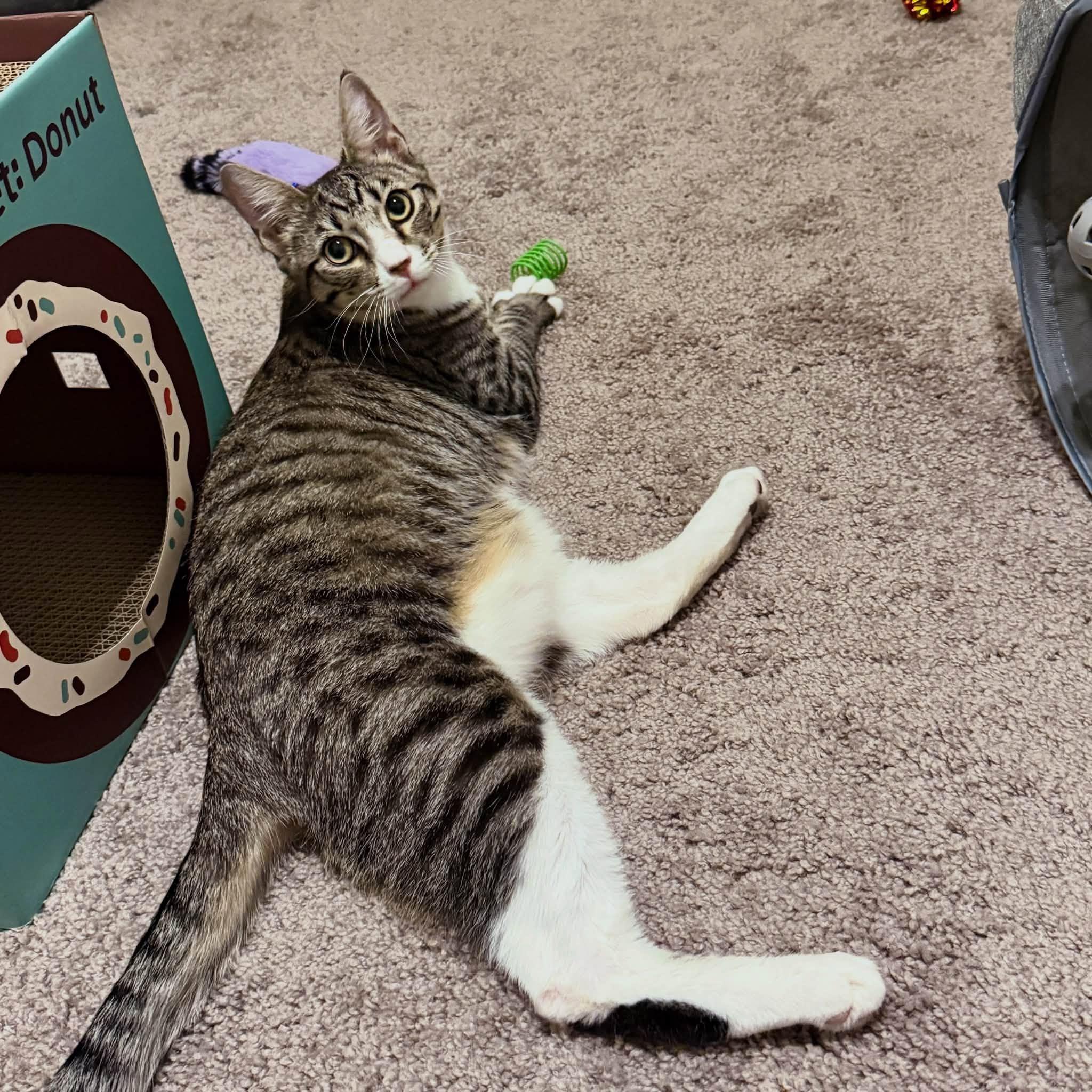 Arrow (FeLV positive), an adoptable Domestic Short Hair in Queen Creek, AZ image 5/5