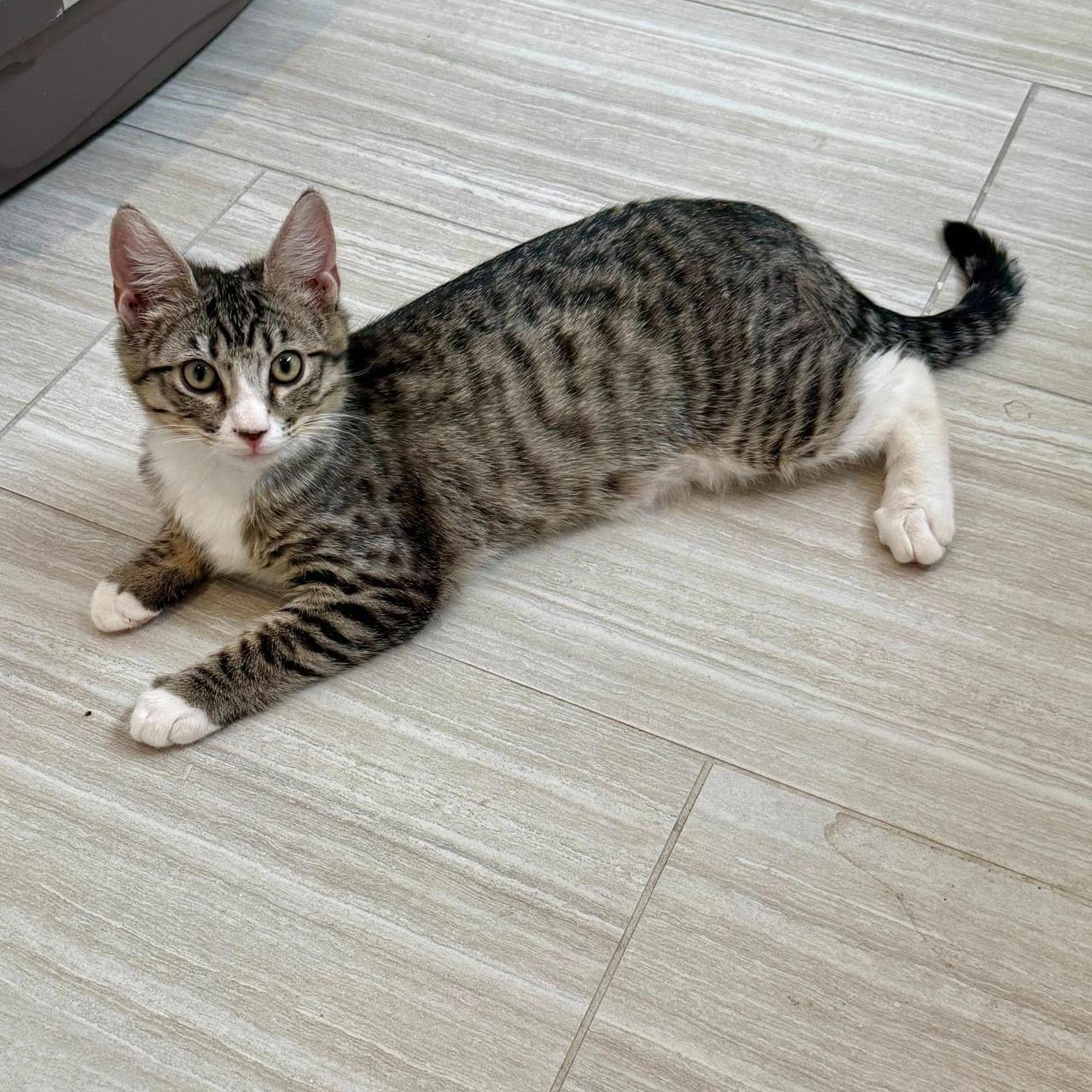 Enlarge Arrow, a ADOPTABLE Domestic Short Hair in Queen Creek, AZ image 5/5