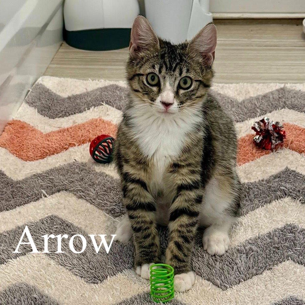 Enlarge Arrow, a ADOPTABLE Domestic Short Hair in Queen Creek, AZ image 1/5