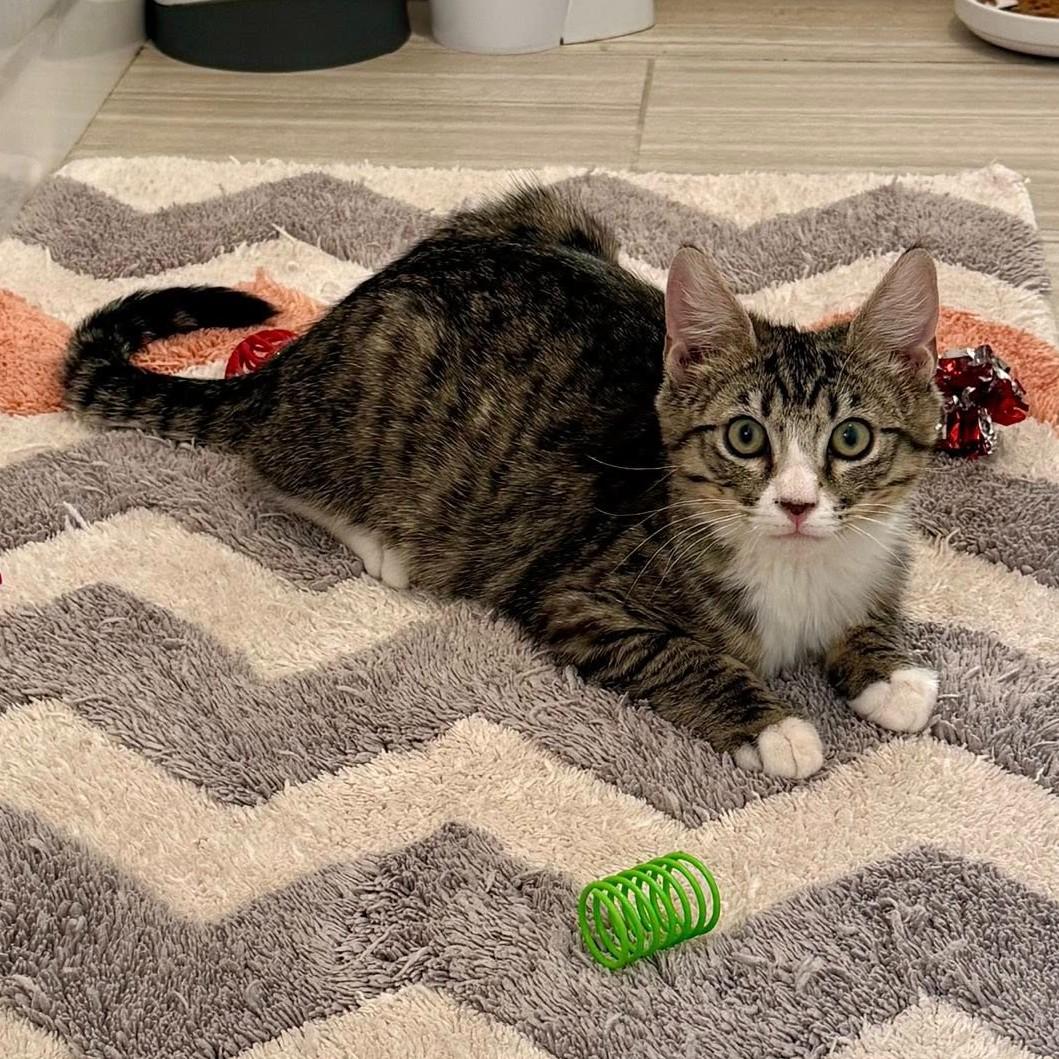 Enlarge Arrow, a ADOPTABLE Domestic Short Hair in Queen Creek, AZ image 3/5